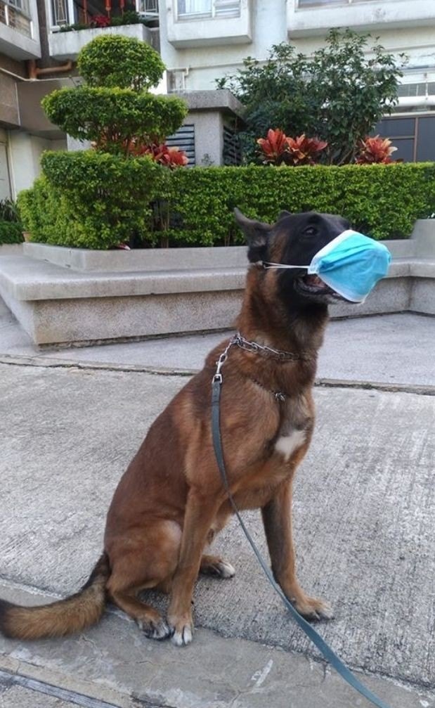 最新疫情下的养狗入门指南与技能学习