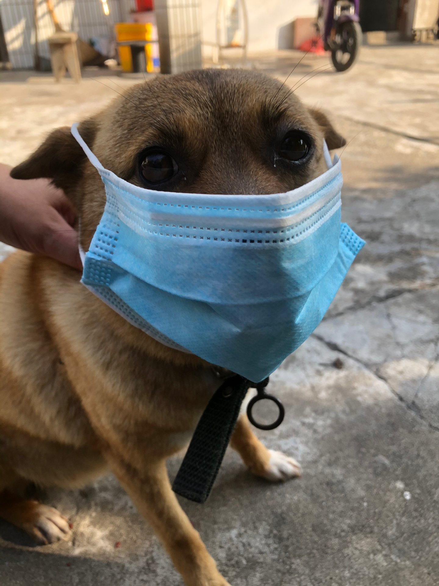 最新疫情下的养狗入门指南与技能学习