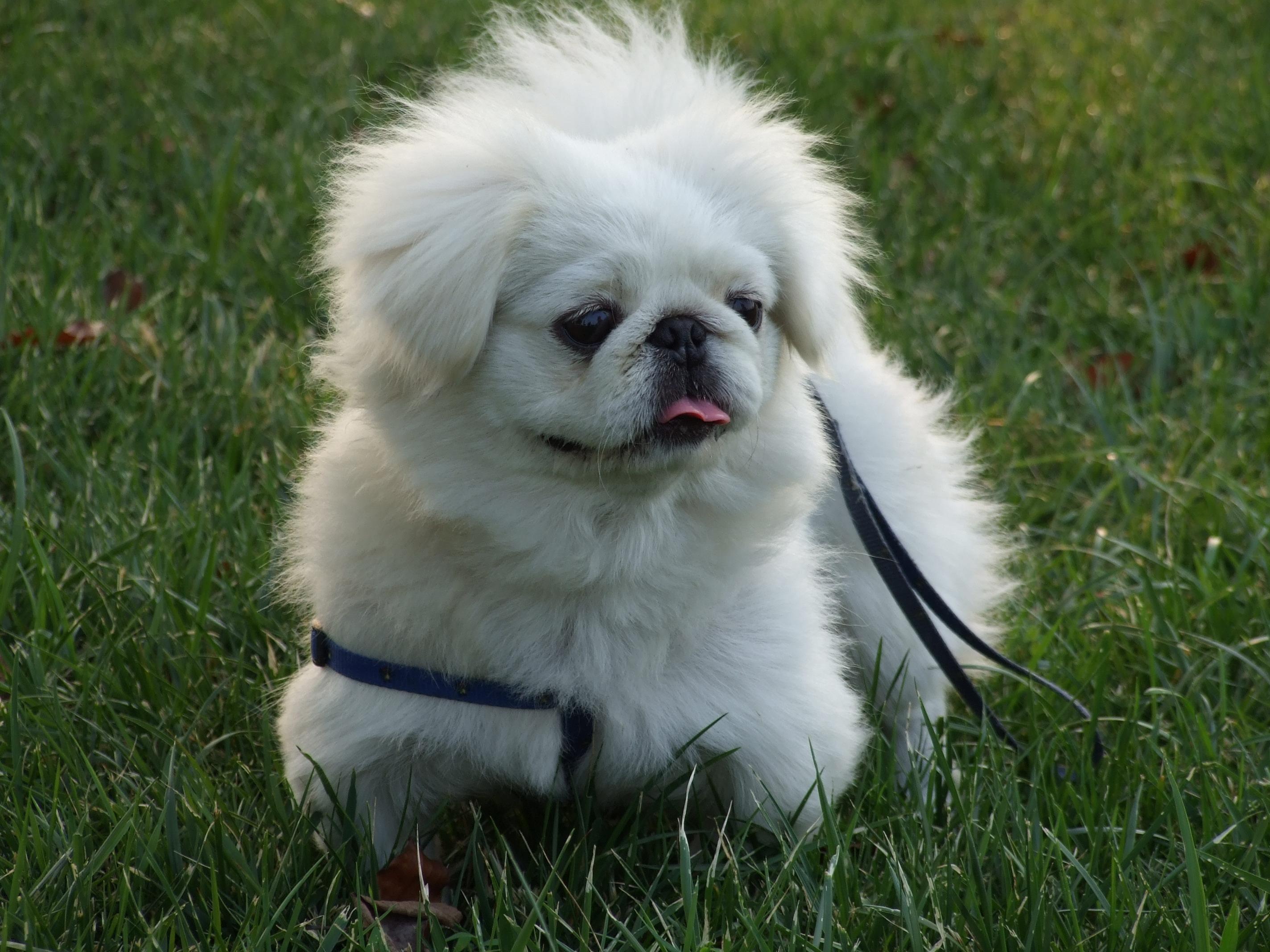 京巴狗价格详解,购买指南与深度了解