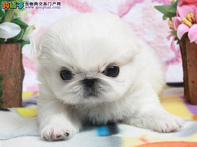 京巴狗价格详解,购买指南与深度了解