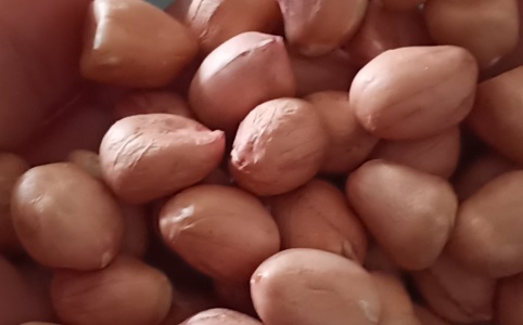 汝南花生米最新市场价格概况