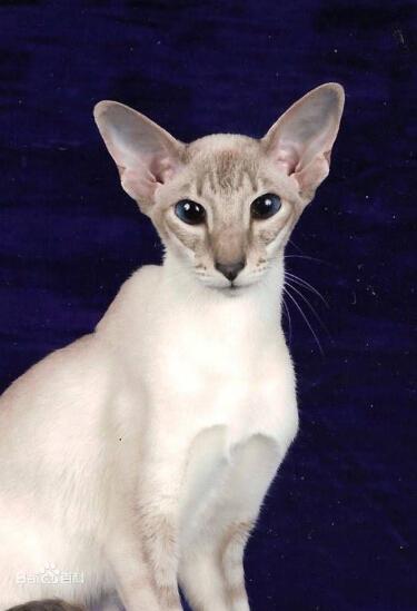最新猫咪品种大全介绍