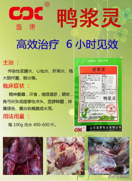 现在鸭苗行情详解，选购、养殖与盈利的全方位指南