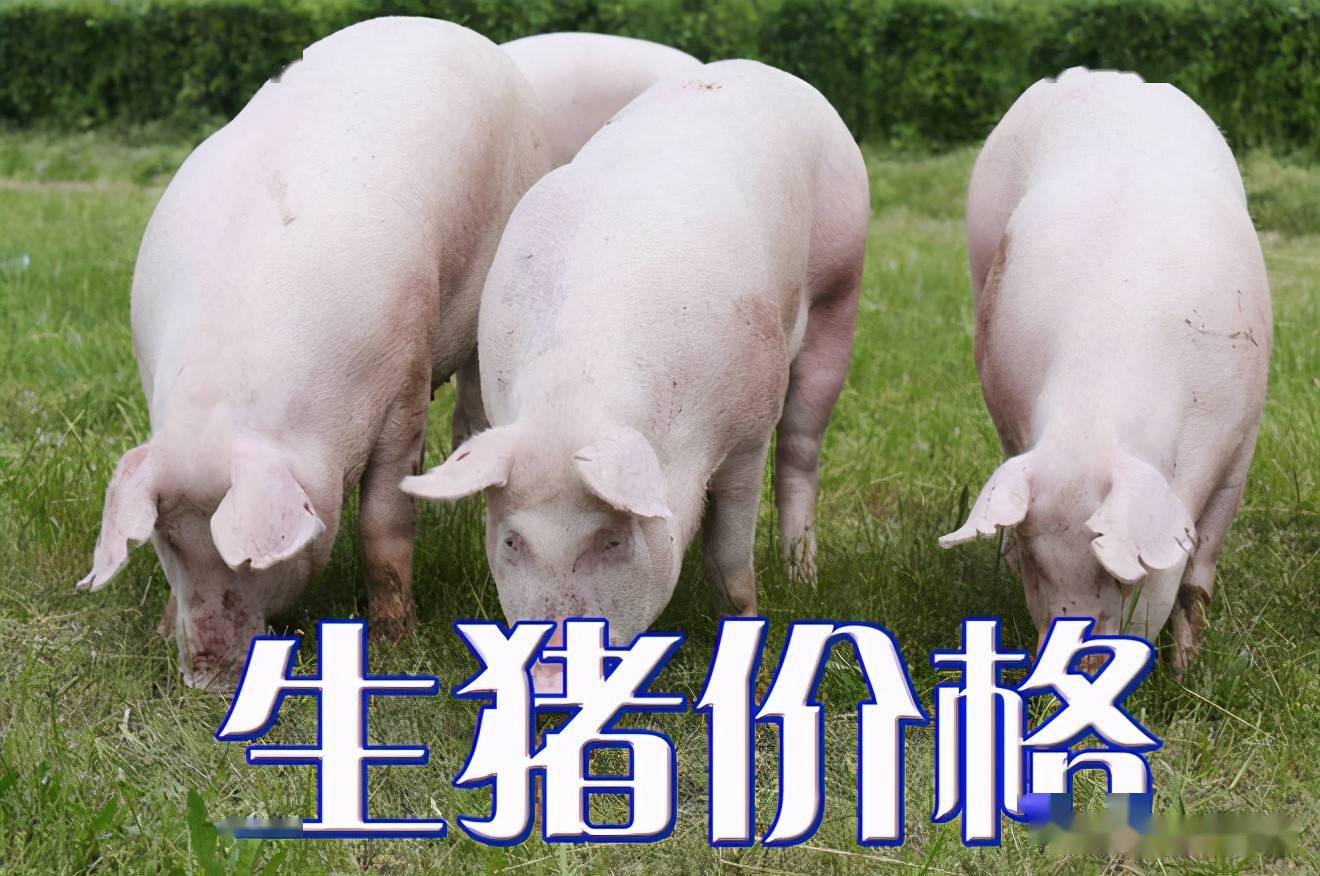 潍坊今日生猪价格探索，一场绿色之旅寻找内心平静