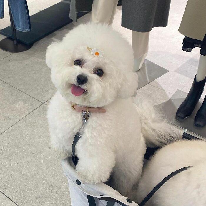 小巷中的宠物奇缘，比熊犬的价格探秘