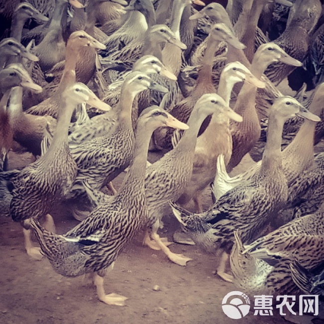 金定鸭行情与友情涟漪的交织故事