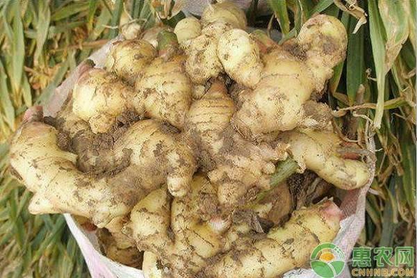 生姜最新价格及行情解析,全方位指南