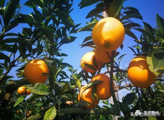 赣州上市公司，闪耀未来，共创繁荣时代！