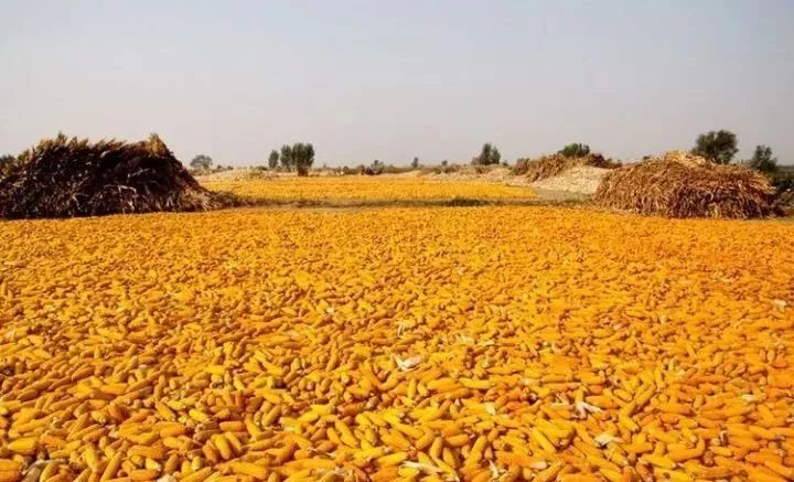 黑龙江省玉米补贴最新动态,变化带来的自信与成就感展望