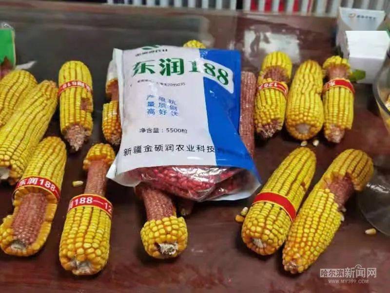 黑龙江省玉米补贴最新动态,变化带来的自信与成就感展望