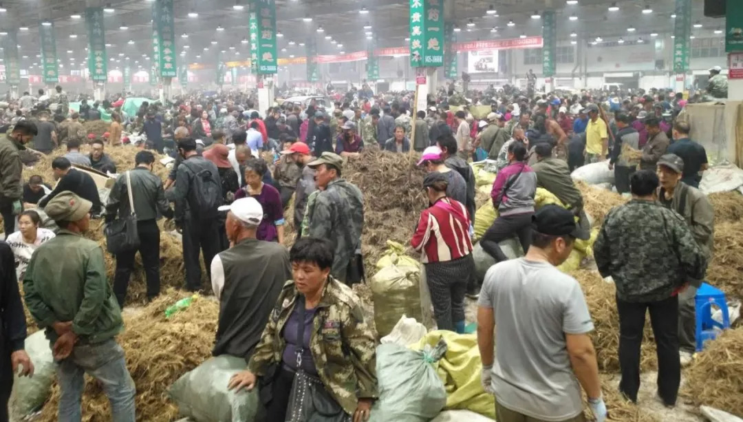 万良人参市场最新动态揭秘，日常奇遇与温情纽带