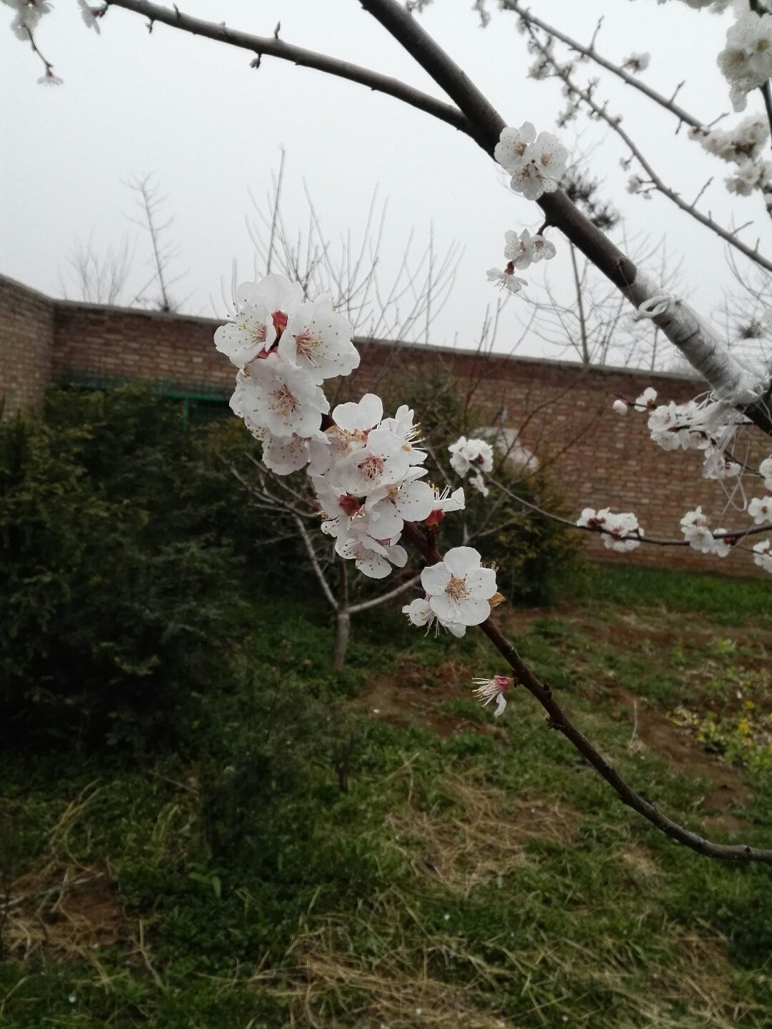 兴平最新天气预报,气象变化早知道