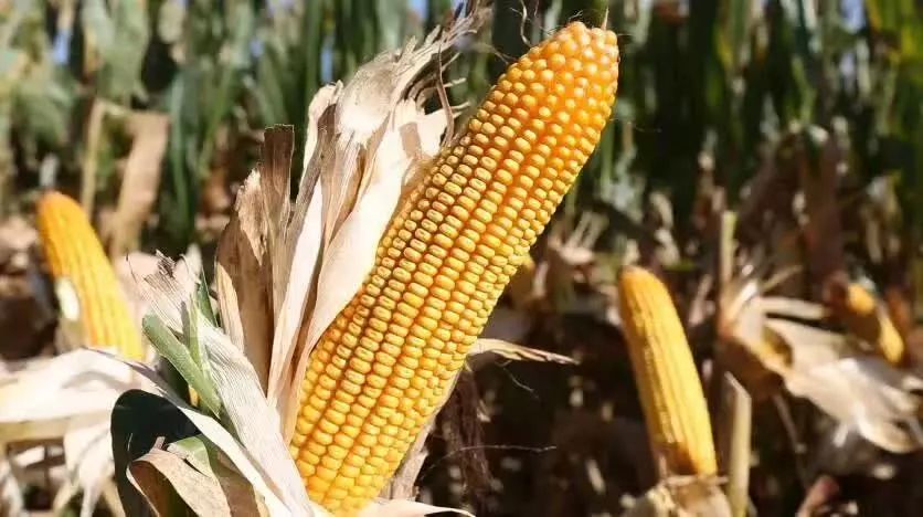 开封玉米最新行情与巷弄深处的玉米香揭秘