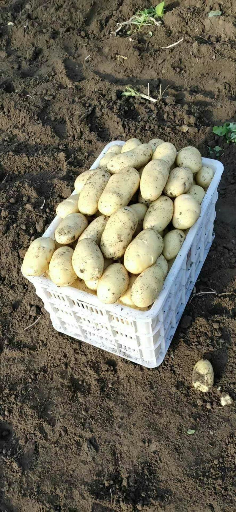 莱西土豆最新价格动态，变化中的价值与学习中的力量