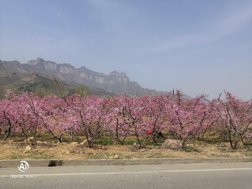 新乡疫情最新动态,小巷深处的独特风情与隐藏的美食宝藏