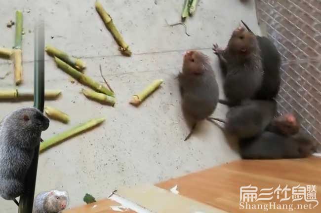最新竹鼠科技产品革新生活体验