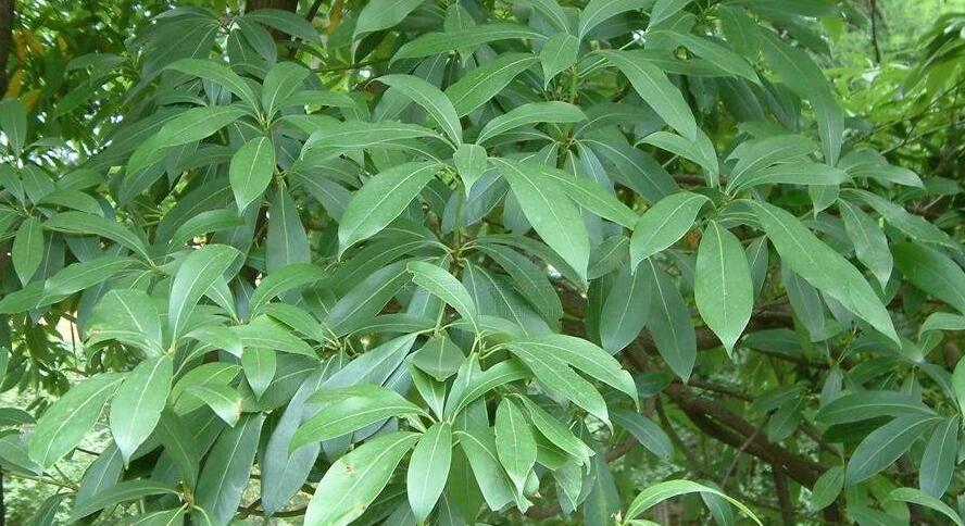 南山楠最新，自然美景的轻松探索之旅
