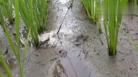 最新钓鳝鱼技术探讨与分享