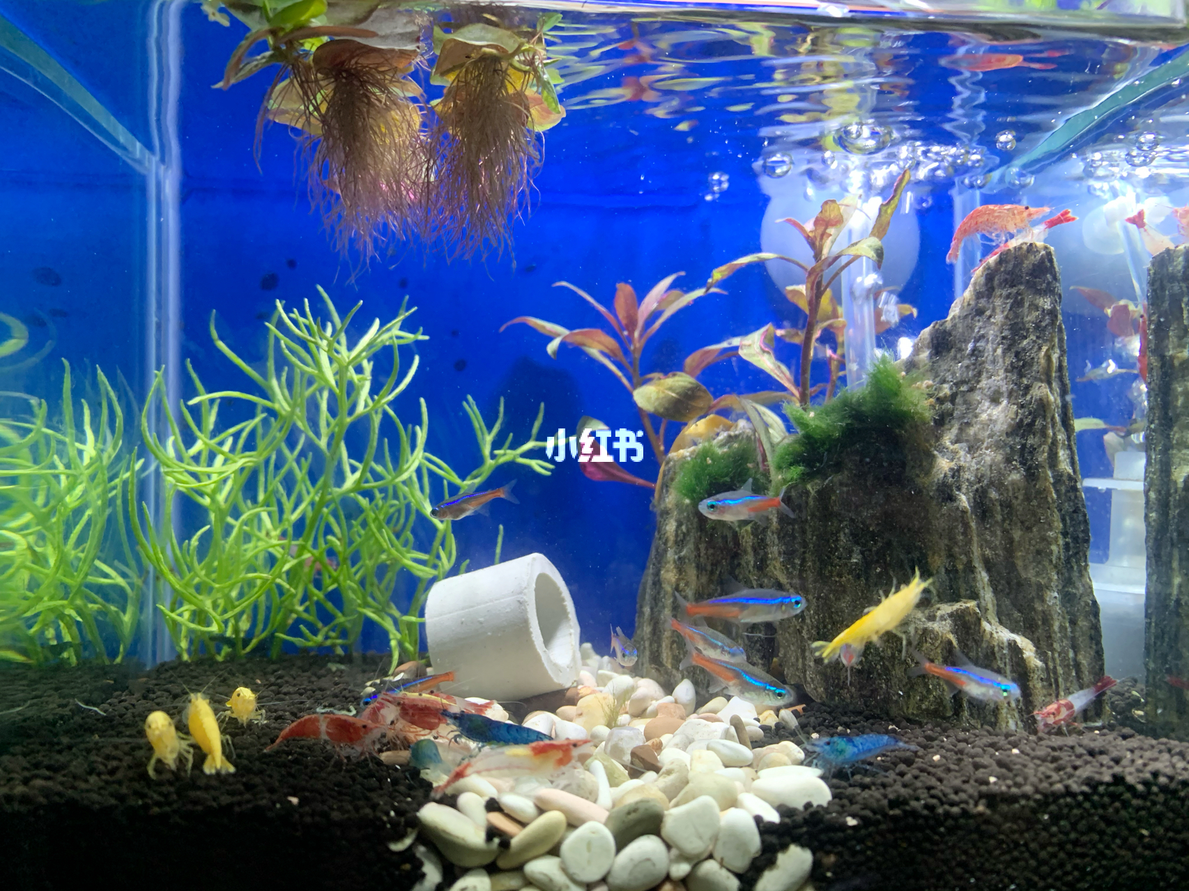 最新鱼缸图片，水族美学的时代变迁欣赏