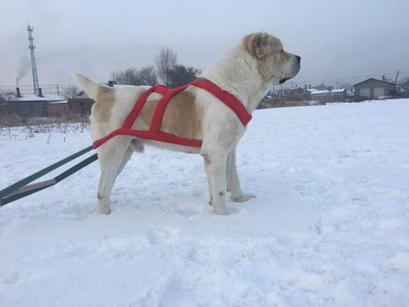 中亚犬，小巷深处的神秘秘境探索