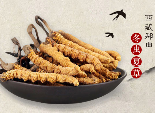 揭秘2025年虫草最新价格,探寻小巷中的秘密行情!