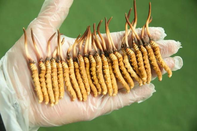 揭秘2025年虫草最新价格,探寻小巷中的秘密行情!