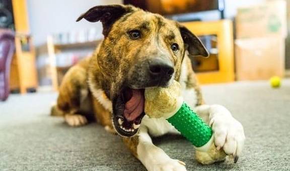 犬类智慧与人类励志，最新狗狗新闻聚焦