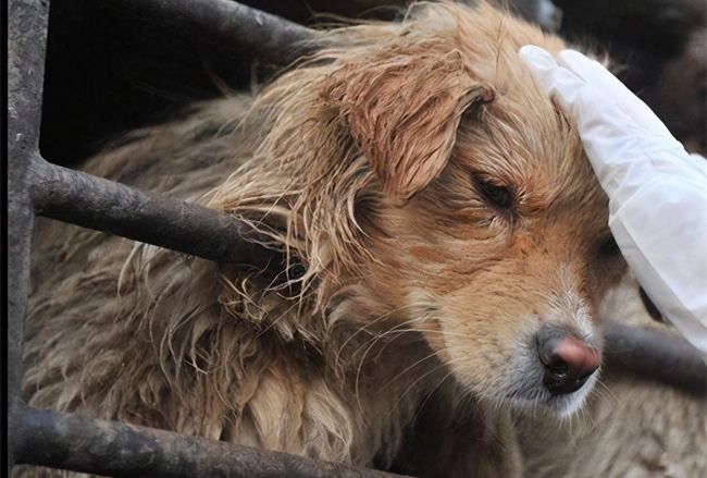 犬类智慧与人类励志,最新狗狗新闻聚焦