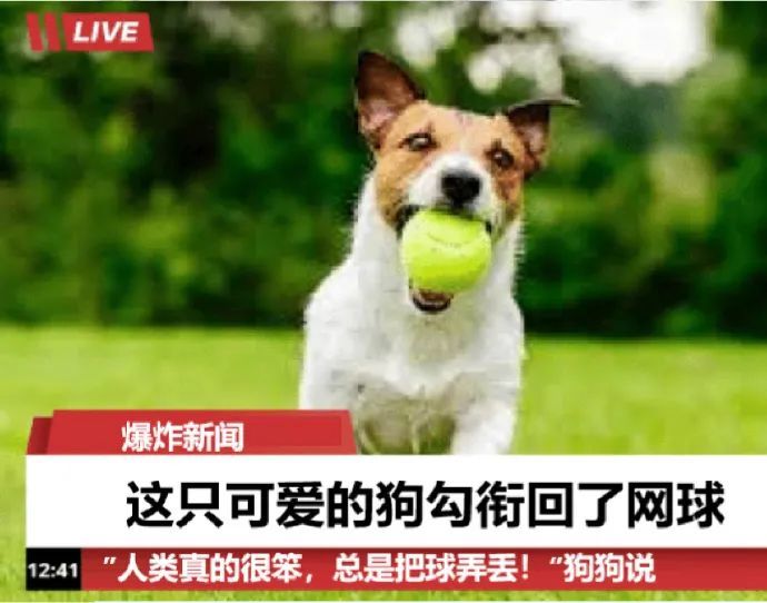 犬类智慧与人类励志,最新狗狗新闻聚焦