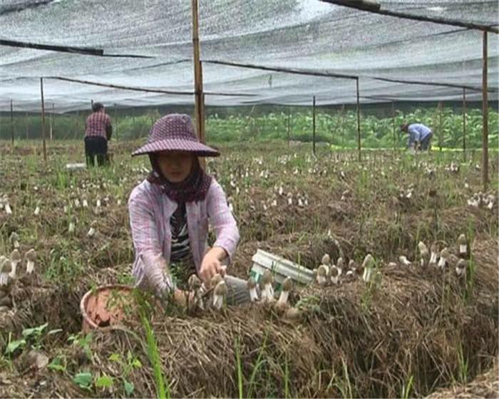 食用菌最新读音及其背景、发展与地位概述