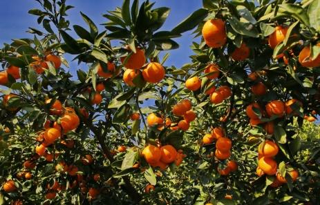 崇明绿地长岛房价最新动态与论述