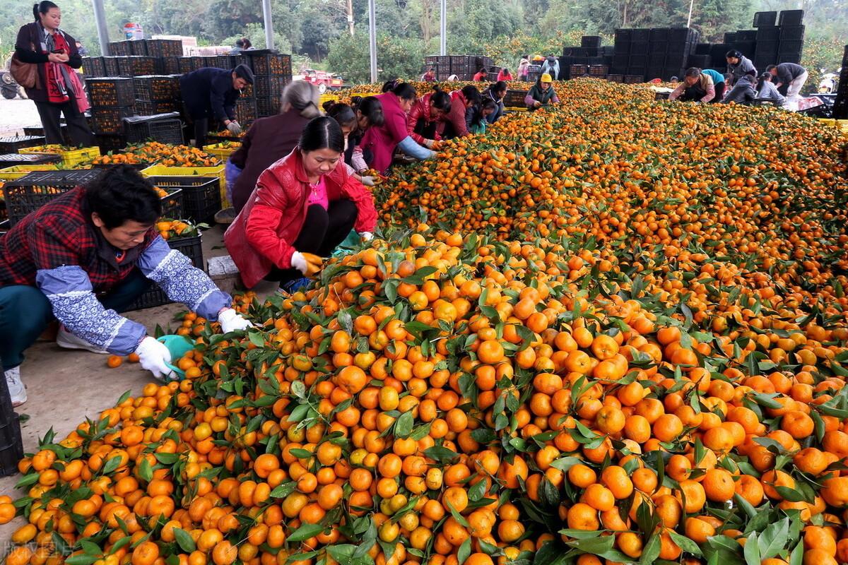 社区团购最新局势,轻松探索自然美景的团购之旅